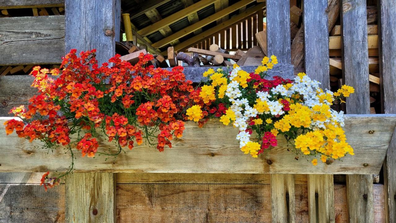 La Gerla Casa Vacanze Dolomiti Perarolo di Cadore Exteriér fotografie